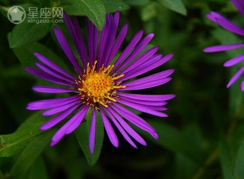 11月5日生日花语 冬樱花 11月5日是什么星座 美国神婆星座网